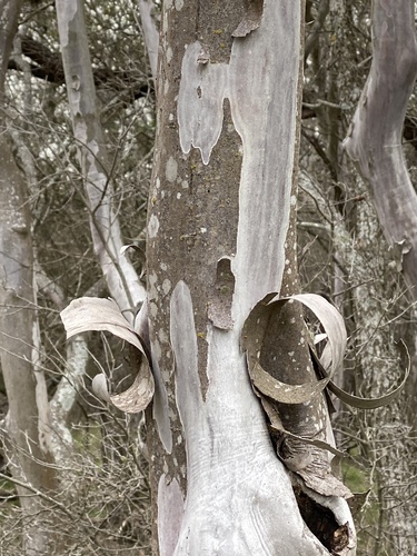 Diospyros texana