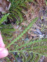 Asplenium haurakiense