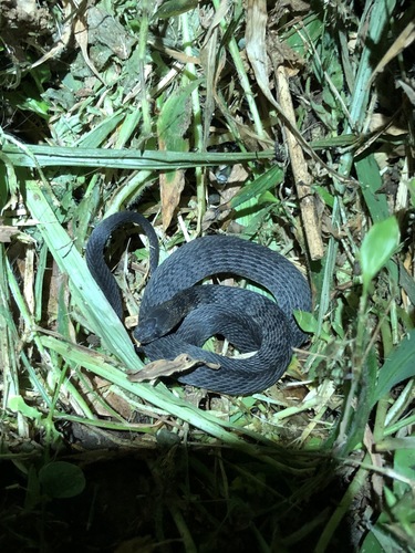 Photo of a Spotted Coffee Snake (Ninia maculata)