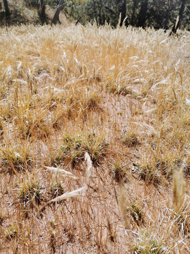Muhlenbergia flaviseta
