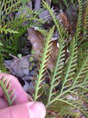 Asplenium haurakiense