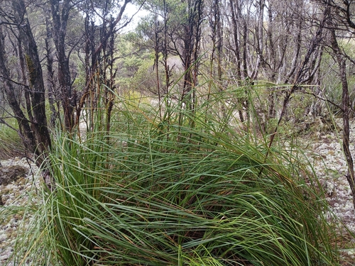 cutting grass (Gahnia grandis)