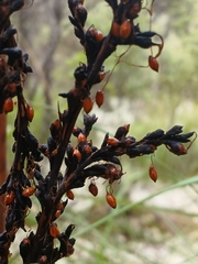 Gahnia grandis, photograph (c) Leon Perrie, some rights reserved (CC BY)