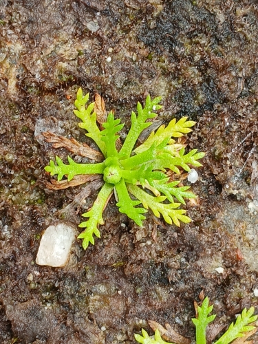 Alpine Cotula (Cotula alpina)