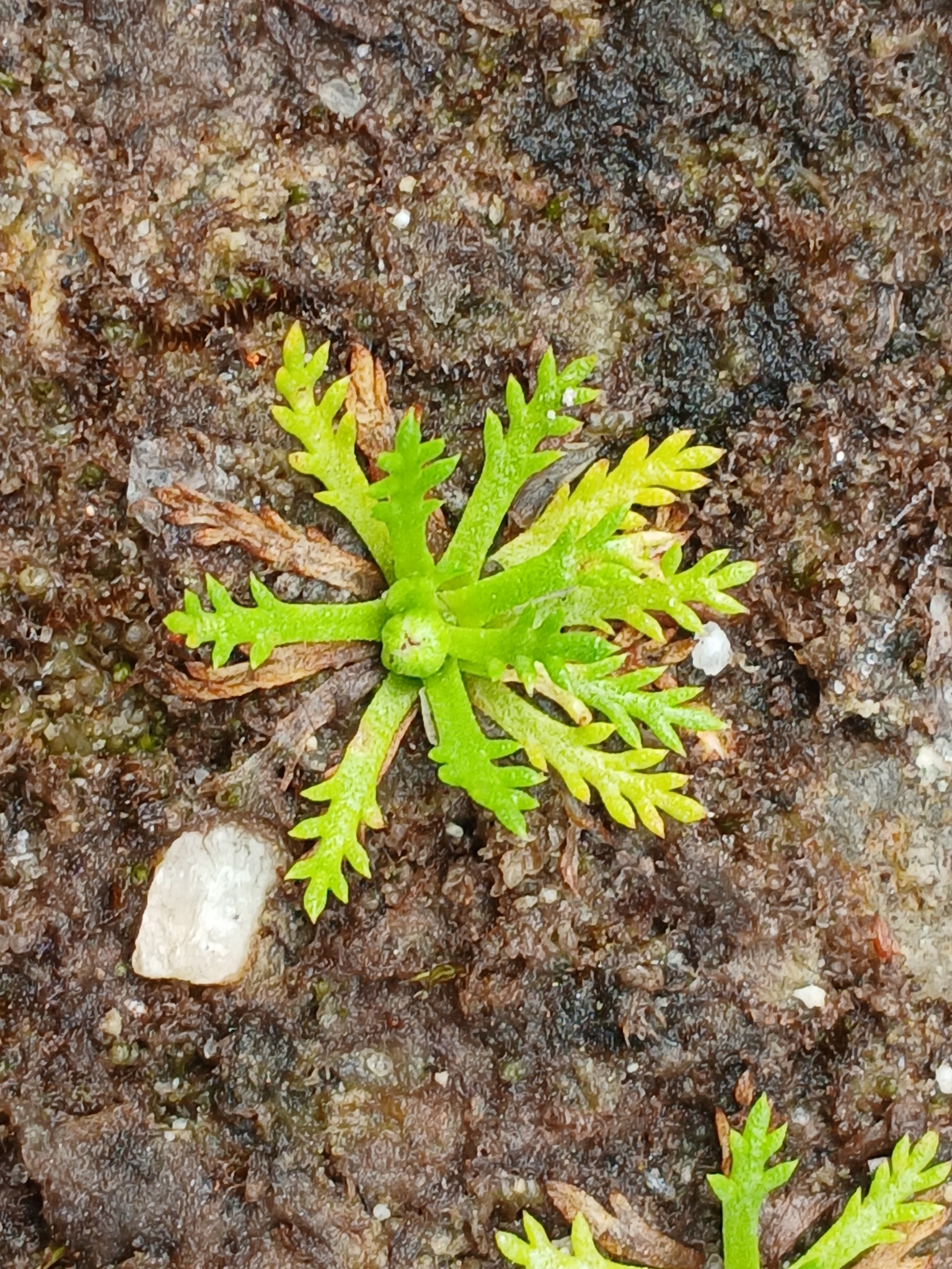 Alpine Cotula (Cotula alpina)