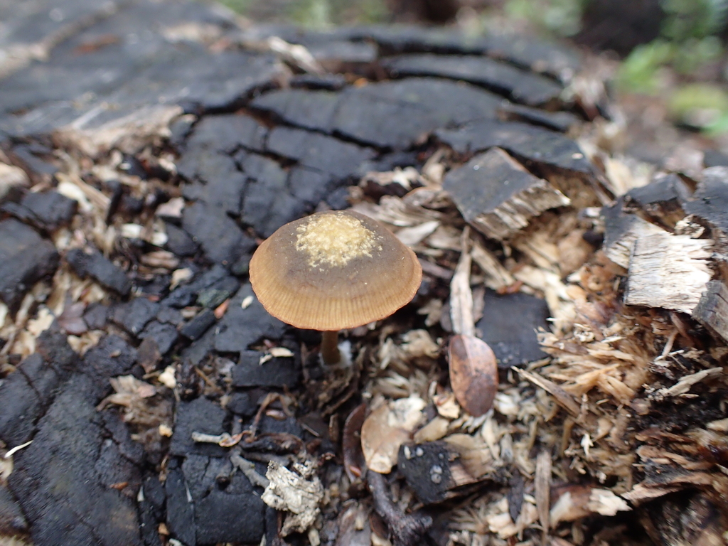 Simocybe phlebophora · January 2026 · photo: © fuligogirl (iNaturalist, cc-by)