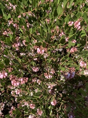 Arctostaphylos