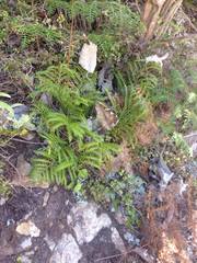 Asplenium haurakiense