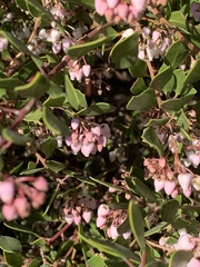 Arctostaphylos
