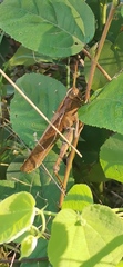 Schistocerca camerata