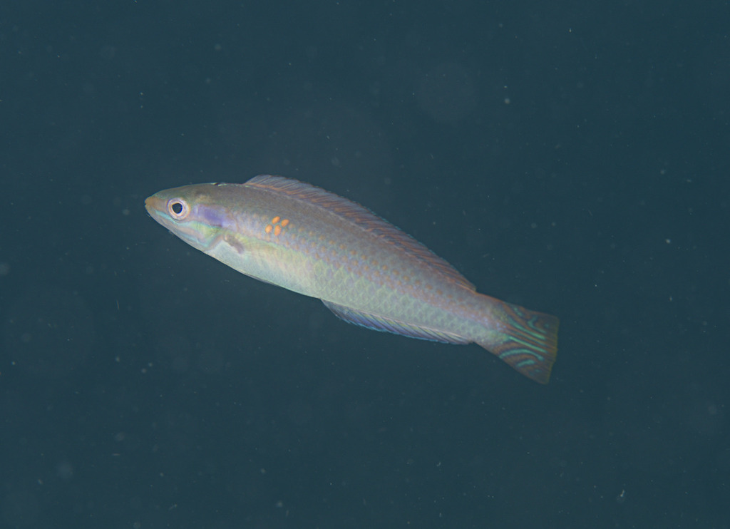 Shoulder-spot wrasse (Leptojulis cyanopleura) — Labridae