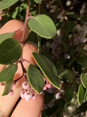 Arctostaphylos