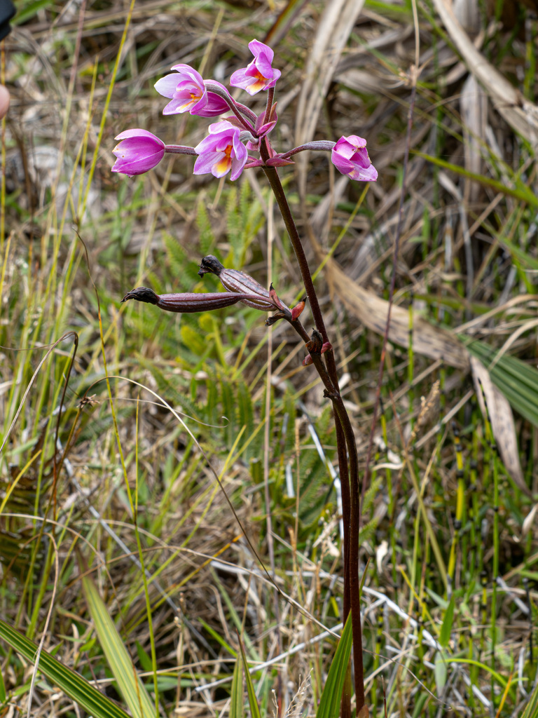 Spathoglottis parviflora (Spathoglottis parviflora)