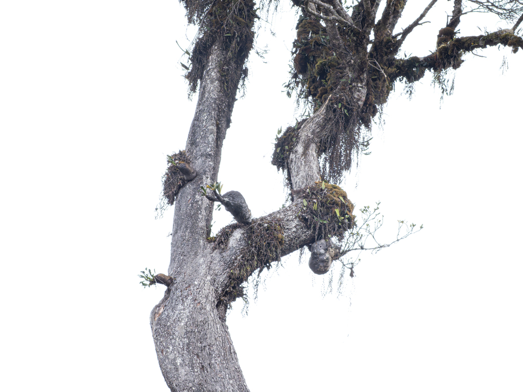 Myrmecodia brassii (Myrmecodia brassii)