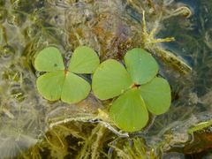 Marsilea macropoda