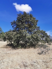 Quercus convallata