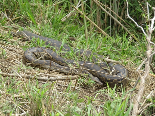 Southern African Python