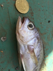 Bobo Croaker photo 2