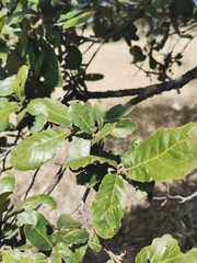 Quercus convallata
