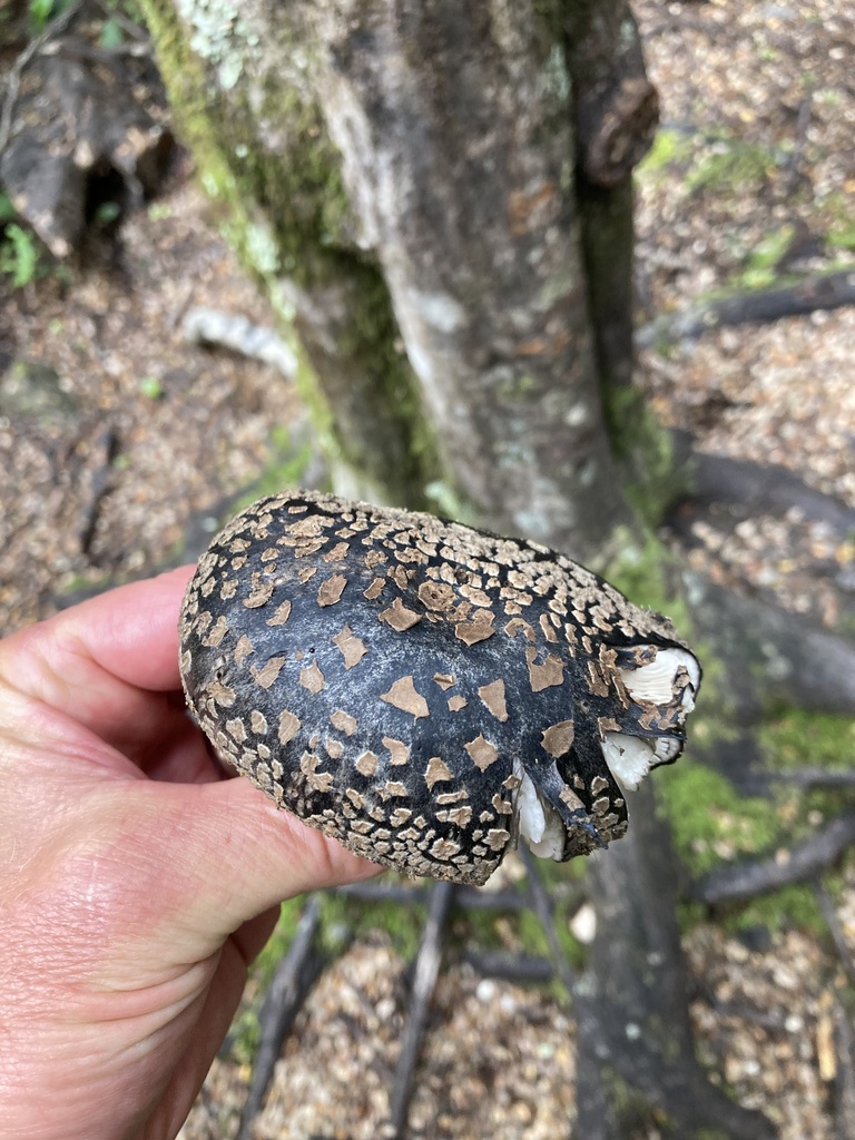 Amanita nothofagi · January 2026 · photo: © matt_scott_nz (iNaturalist, cc-by)