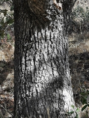 Quercus convallata
