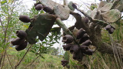 Opuntia megapotamica