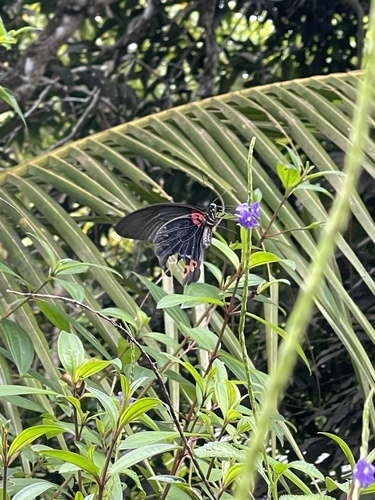 Papilio memnon