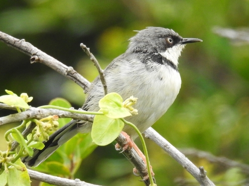 Bar-throated Apalis (Apalis thoracica), photo 9