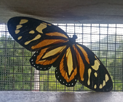 Lycorea halia cleobaea