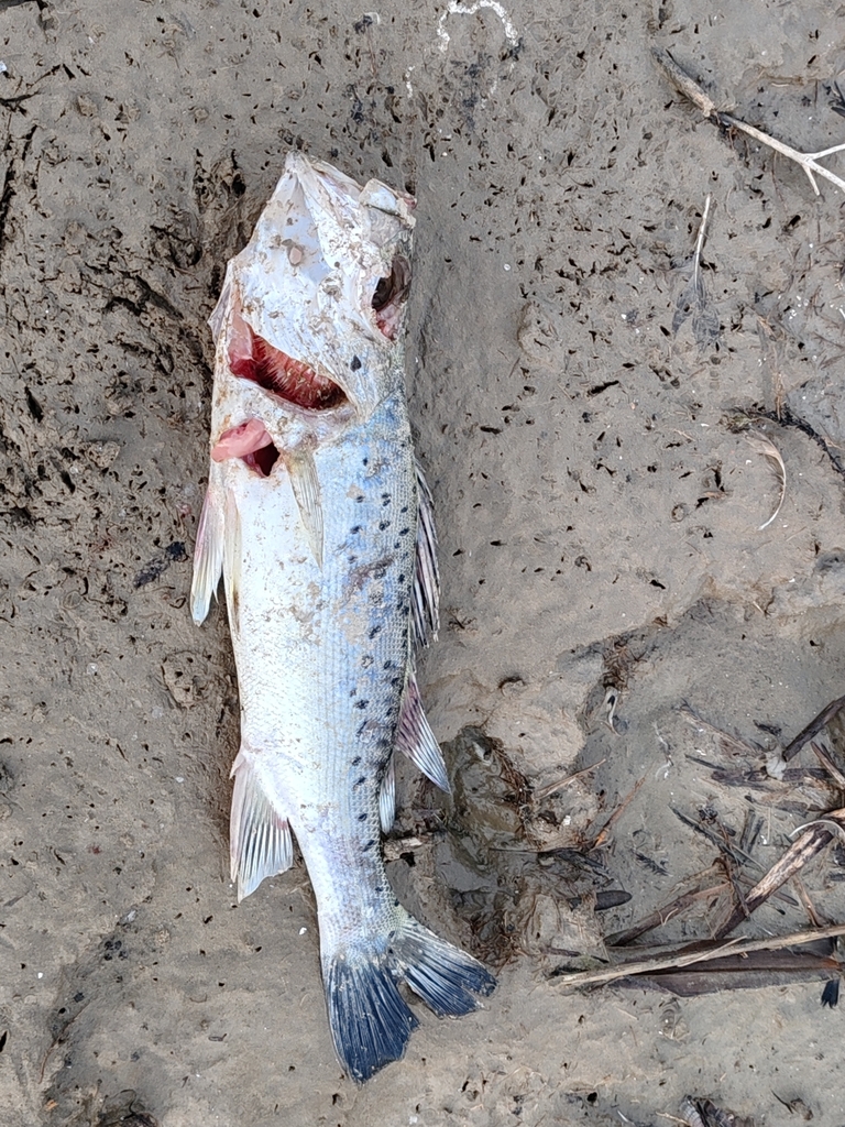 Japanese seabass (Lateolabrax japonicus) — Lateolabracidae