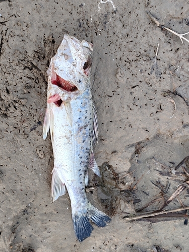 Japanese seabass (Lateolabrax japonicus) — Lateolabracidae