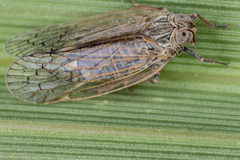 Cixioidea