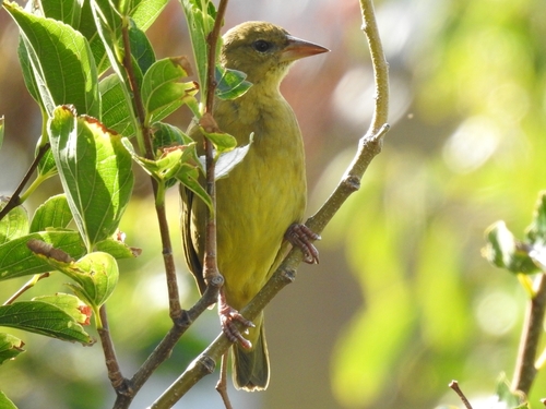 Cape Weaver (Ploceus capensis), photo 3