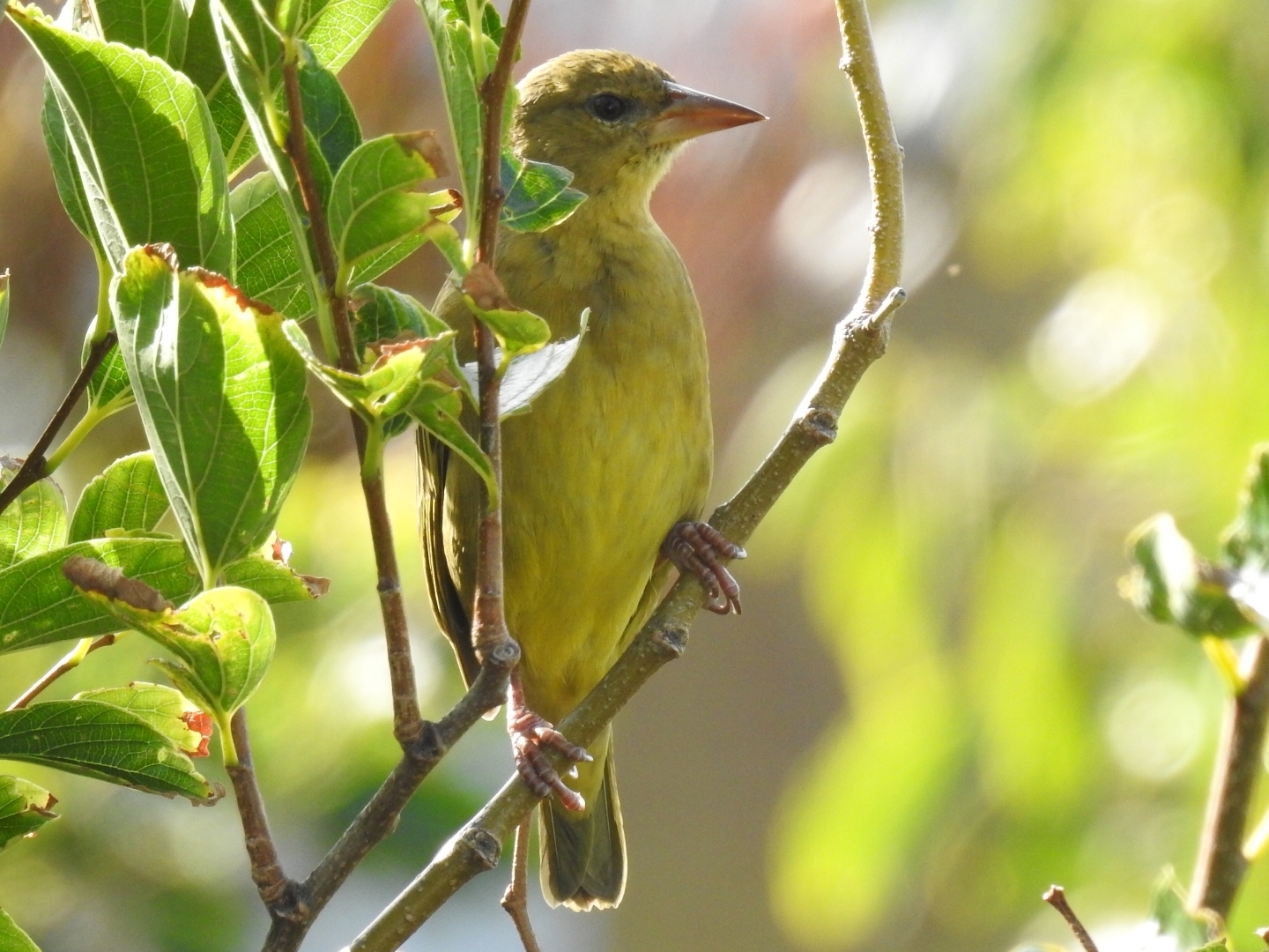 Cape Weaver (Ploceus capensis), photo 3