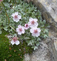 Potentilla nitida