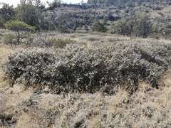 Quercus striatula