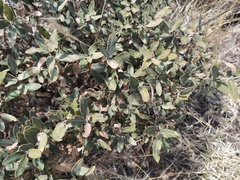 Quercus striatula