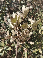 Quercus striatula