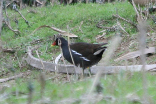 iNaturalist: (c) SellamAbdelkrim, some rights reserved (CC BY-NC), uploaded by SellamAbdelkrim iNaturalist image