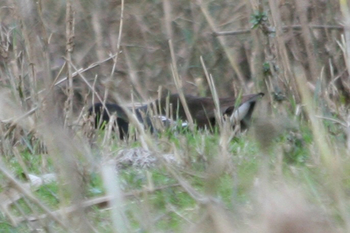 iNaturalist: (c) SellamAbdelkrim, some rights reserved (CC BY-NC), uploaded by SellamAbdelkrim iNaturalist image