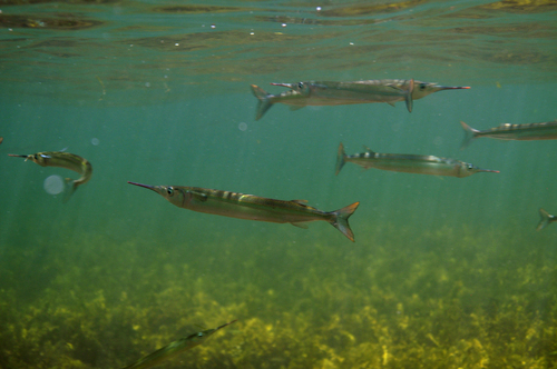 Dusky garfish (Hyporhamphus melanochir) — Hemiramphidae — 4