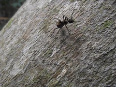 Polyrhachis bihamata