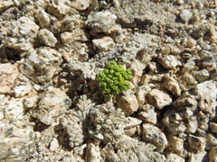 Oreonana vestita
