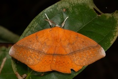 Anthela excellens