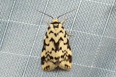 Goniosema anguliscripta