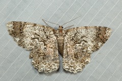 Amblychia subrubida