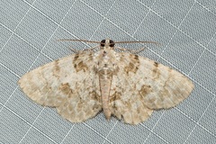 Dyscheralcis crimnodes