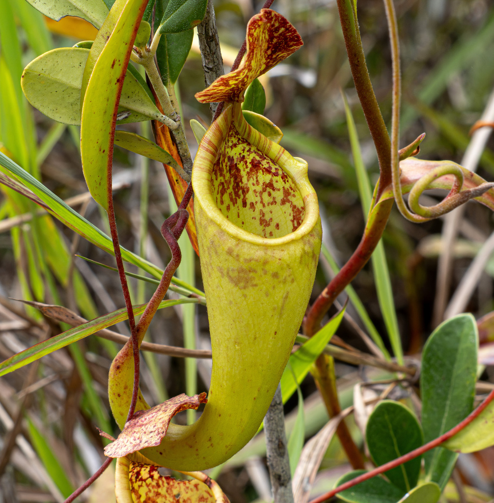 great pitcher-plant (Nepenthes maxima)