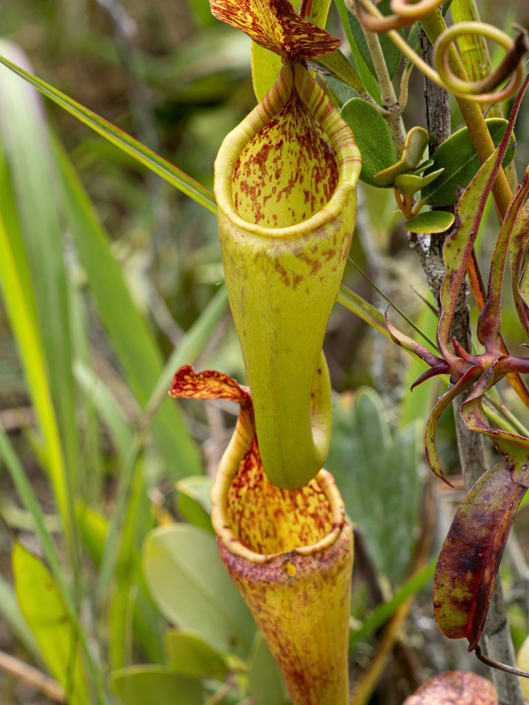 Nepenthes maxima (Nepenthes maxima)