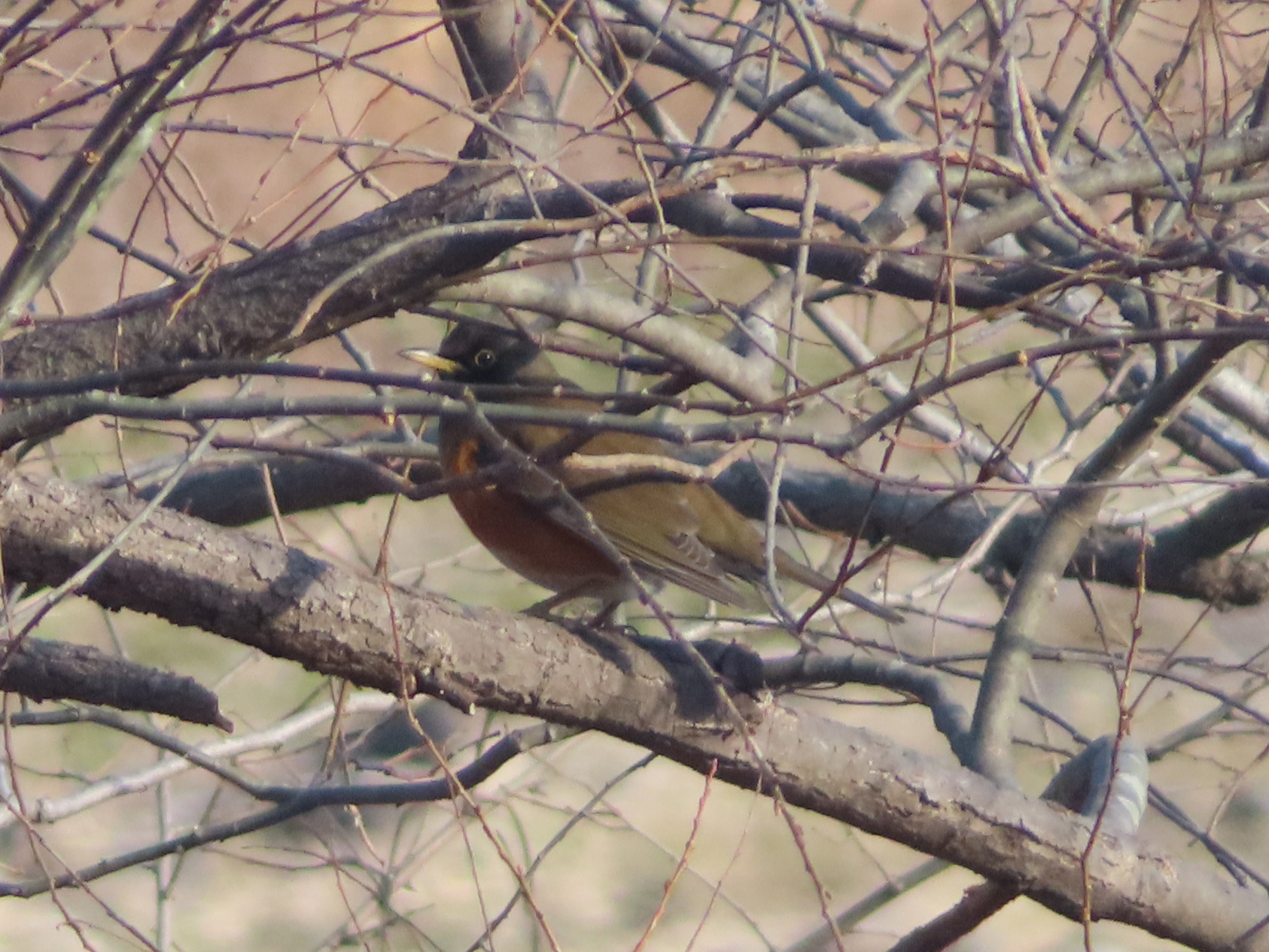 Brown-headed Thrush (Turdus chrysolaus), photo 4
